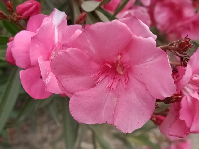 Pink oleander petals pattern 