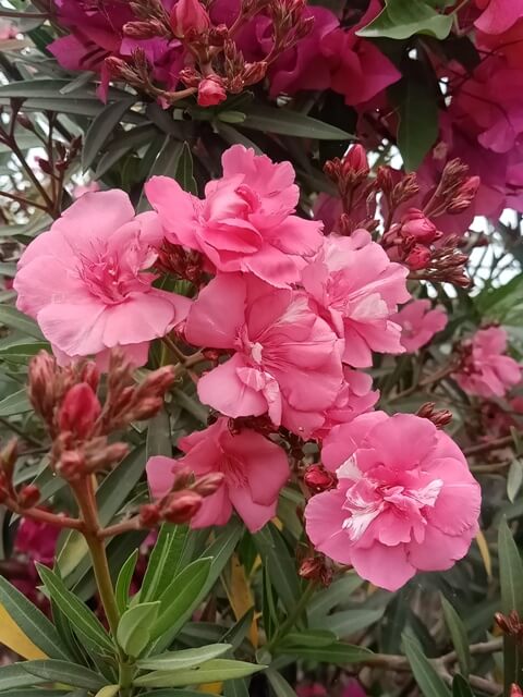 Bouquet of pink oleander 