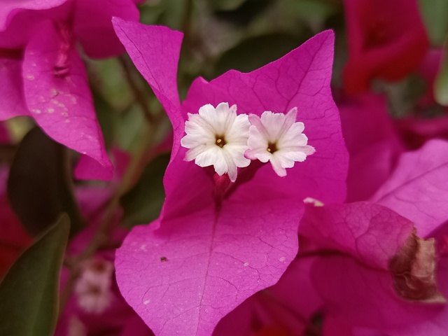 Macro image of pink bougainvillea 