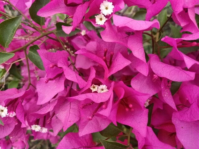 Attractive pink bougainvillea image 