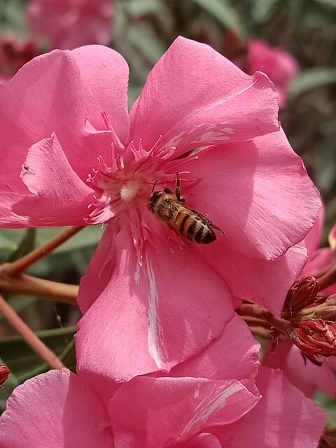 Bee and pink oleander 