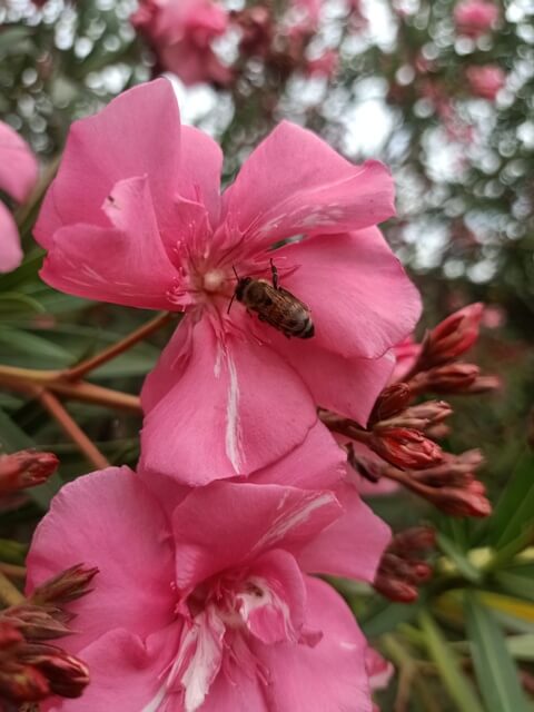 Oleander flower and bee pollination 
