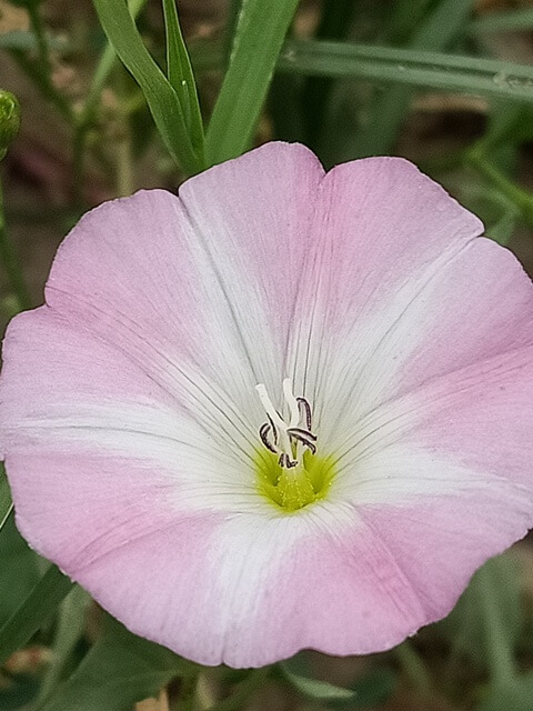Close up view of Field bindweed flower 