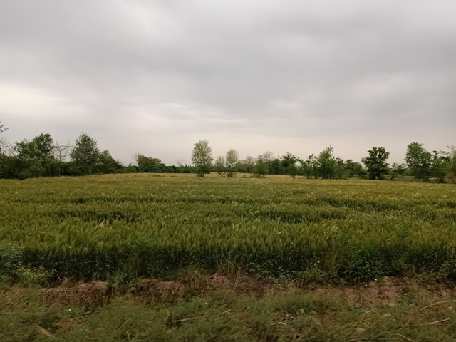 Cloudy weather and green fields 