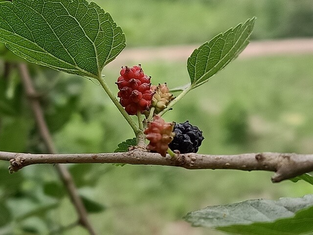 Colors of mulberry fruit 