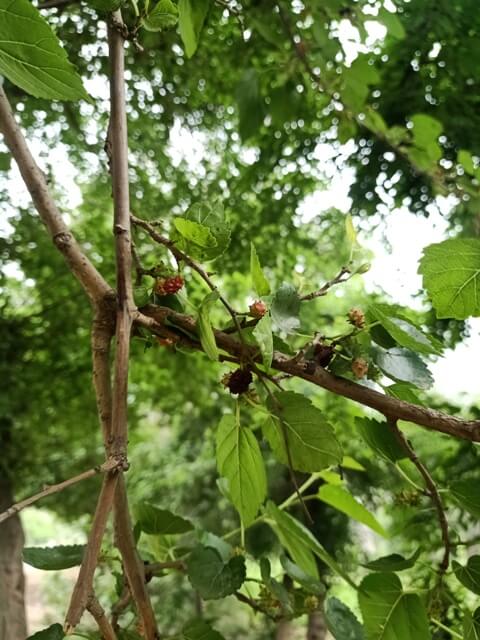 Mulberry tree with fruit 