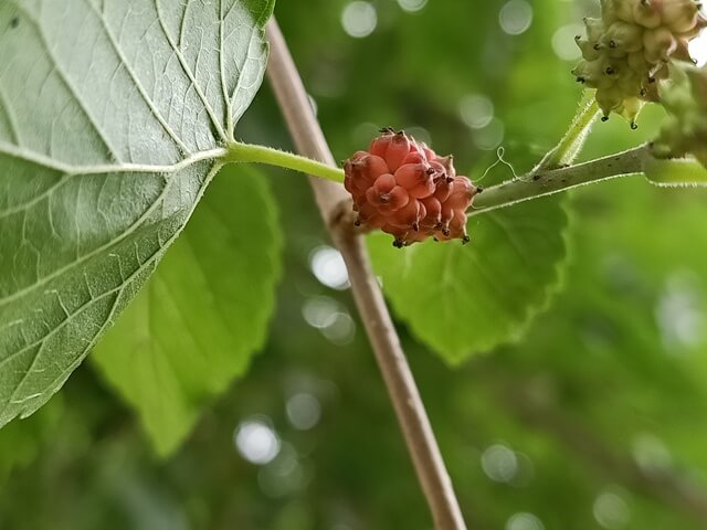 Red Mulberry 