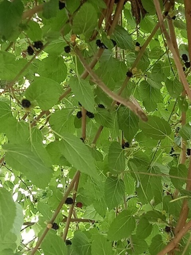 View of a mulberry tree with fruit 