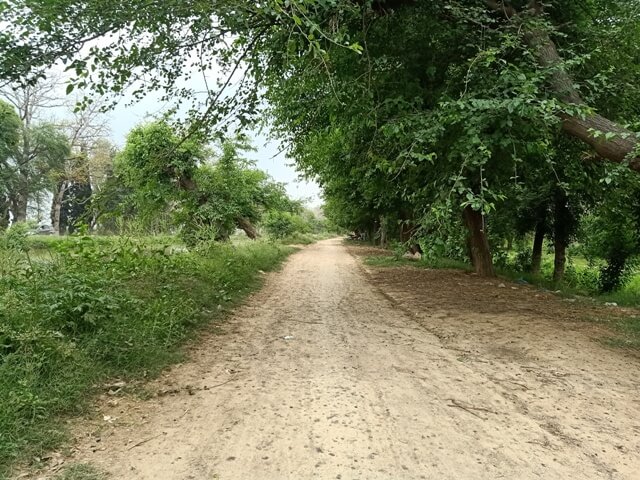 A road with mulberry trees