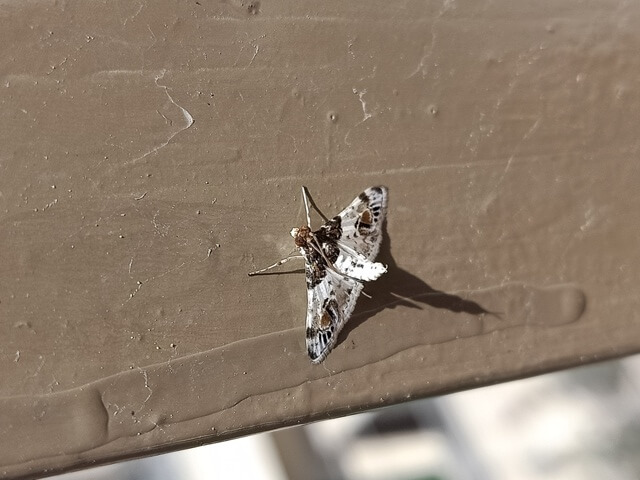 Leucinode moth 