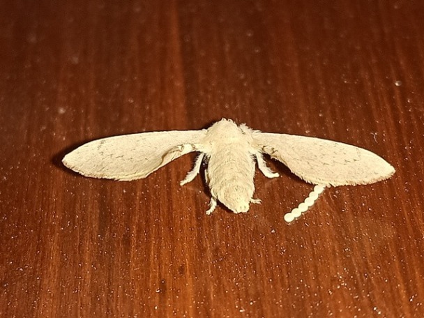 Domestic silk moth 