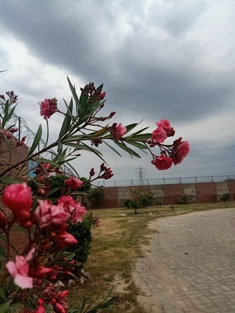 Cloudy sky and a garden with pink oleander 
