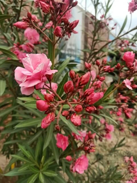Oleander plant with buds and flowers 