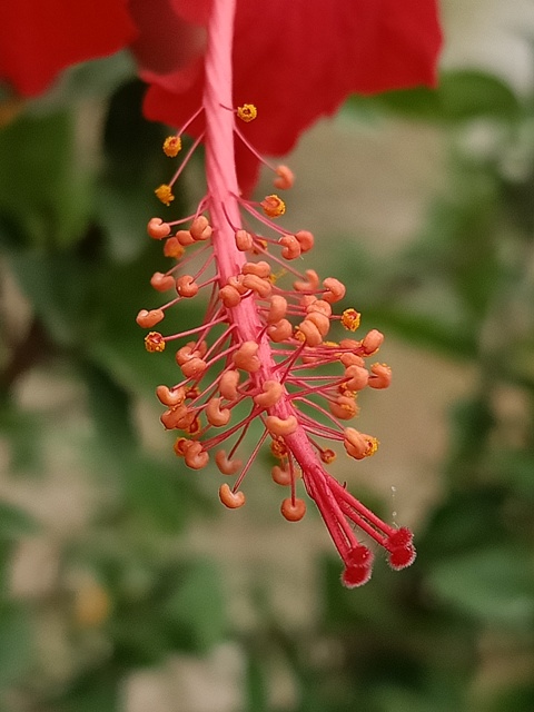 Shoeblack plant flower 