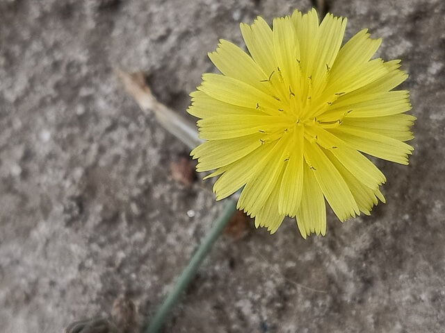 Solo dandelion flower 
