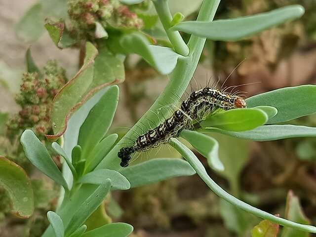 Caterpillar on a salt heliotrope plant