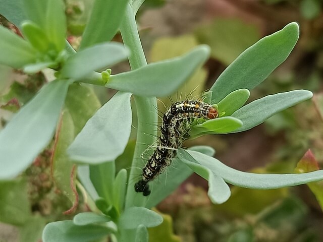 Caterpillar and a plant leaf