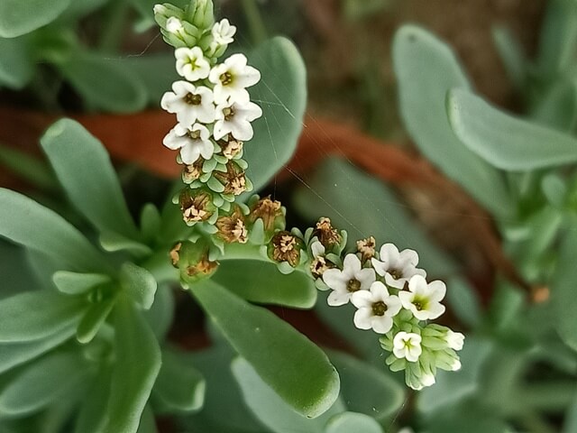 Tiny Salt heliotrope plant flowers 