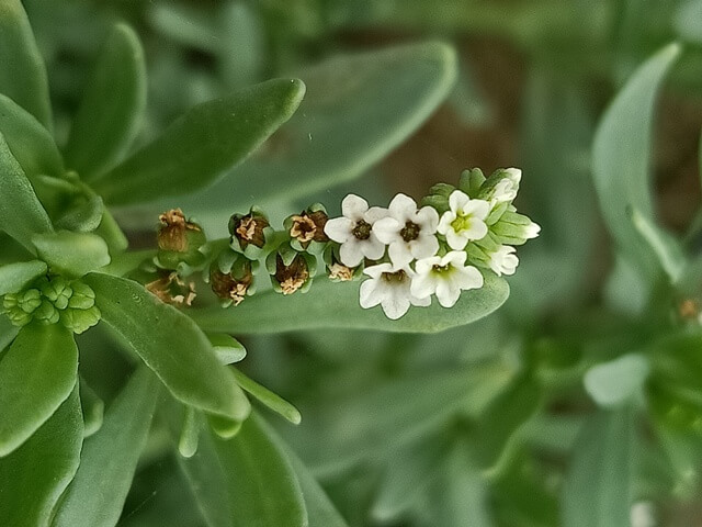 Tiny beautiful flowers