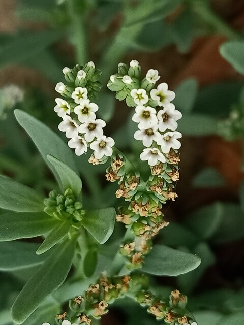 Image of salt heliotrope flowers 