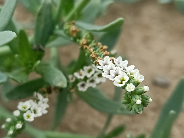 White flowers of a wild plant 