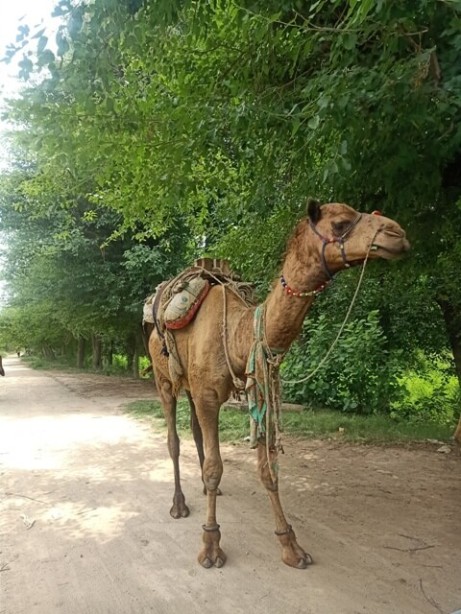 Attractive camel image 