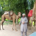 Domestic camels
