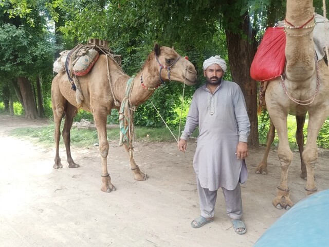 Man posing with his camel 