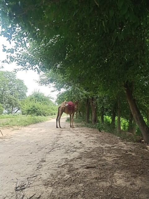 A camel feeding on trees 