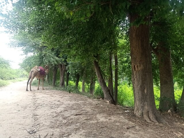 A camel in a forest 