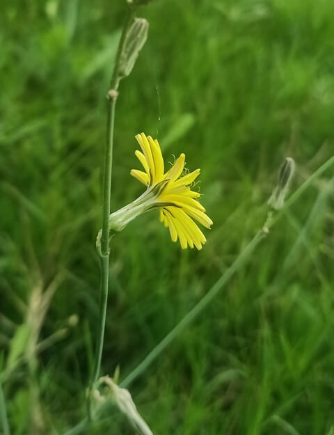 Tiny Dandelion flower in grass 