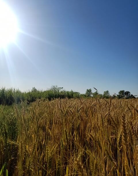 Wheat crop and sun image 