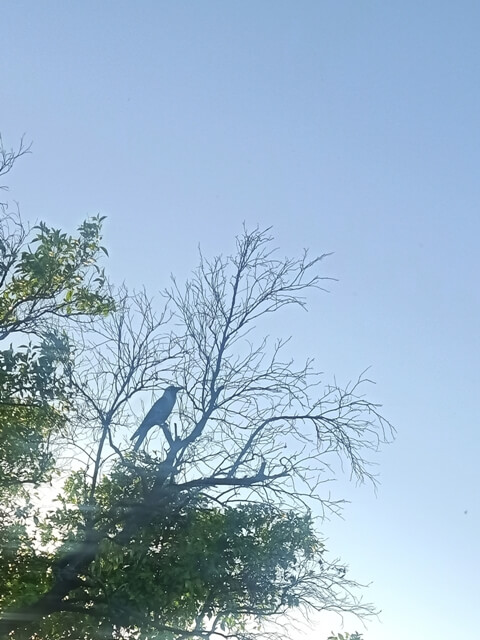 Crow on a garden tree 