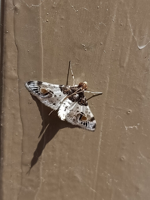 Lepidoptera moth 
