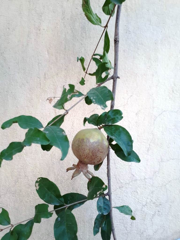 pomegranate fruit and tree